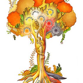 Herbal Medicine: COREBIOTICS